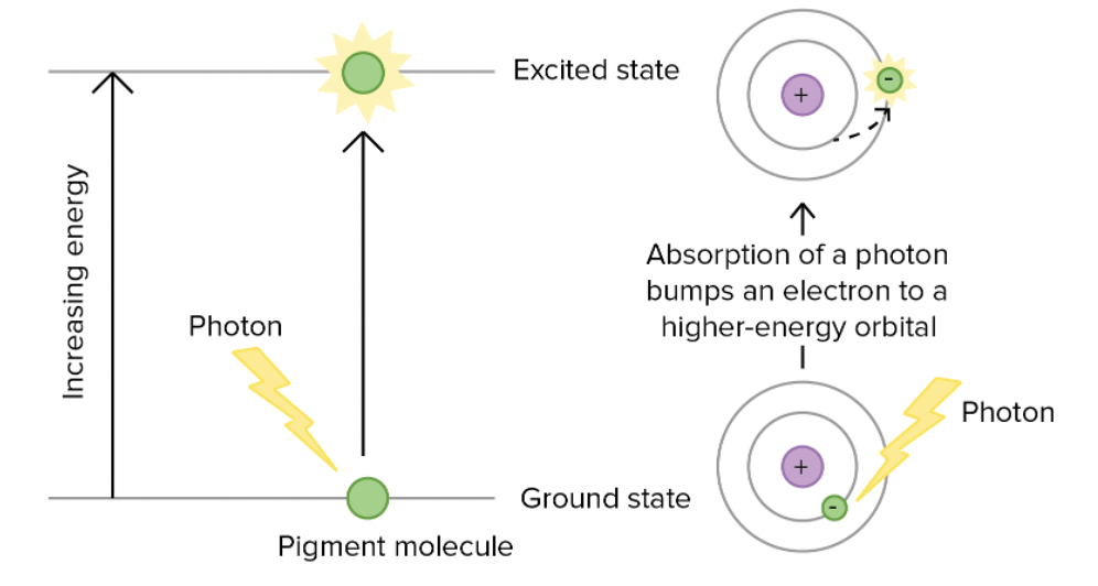 When a pigment molecule absorbs light, it is raised from a ground state to an excited state. This means that an electron jumps to a higher-energy orbital ( an orbital that is further from the nucleus).