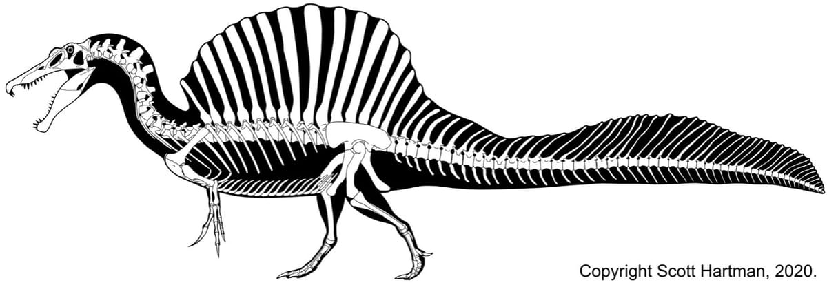 Spinosaurus: The Never-Ending Story