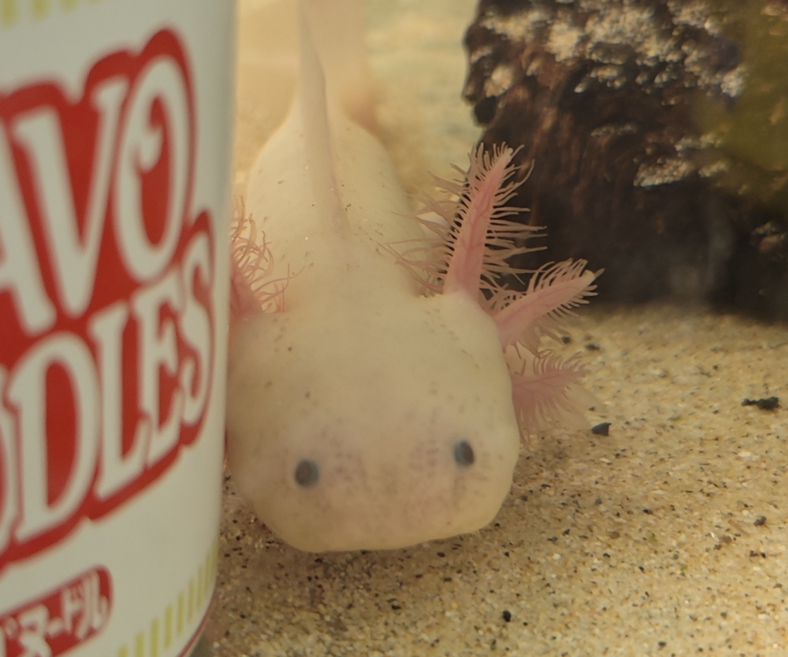 Princess Peach the Axolotl