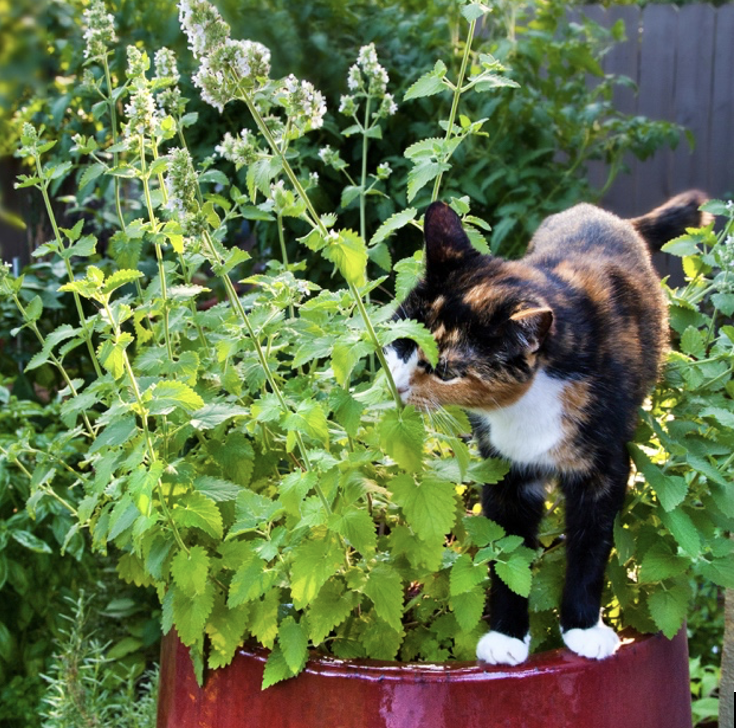 Catnip: the Stimulant?