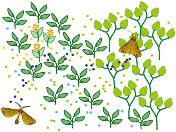 How does pheromone work between insects?