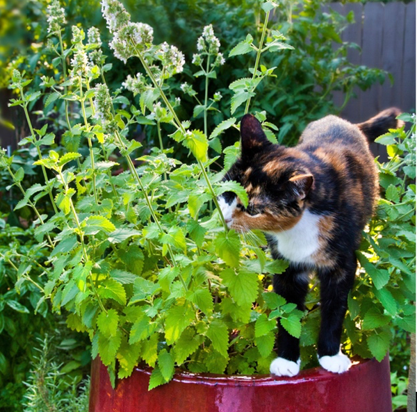 Catnip: the Stimulant?