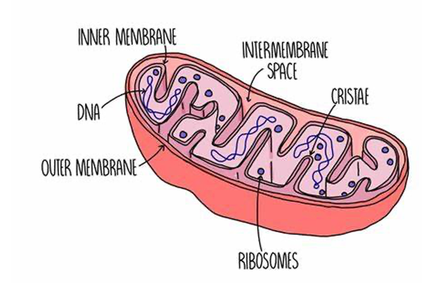 Endosymbiosis