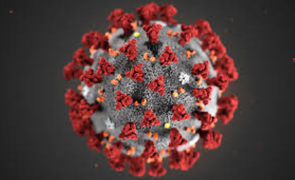 The Effect of Covid on Immune System