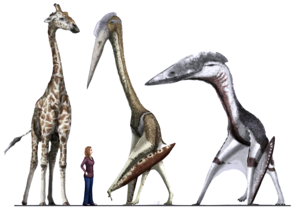 The Prehistoric Giants of the Sky – The Azhdarchids